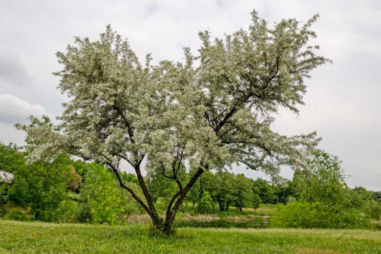 Native Plants, Invasive Plants, Salix alba, White Willow