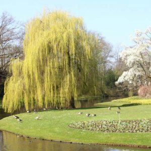Native Plants, Invasive Plants, Salix babylonica, Weeping Willow, Salix sepulcralis