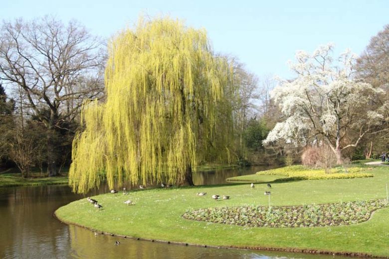 Native Plants, Invasive Plants, Salix babylonica, Weeping Willow, Salix sepulcralis