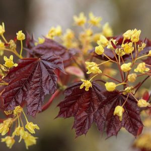 Native Plants, Invasive Plants, Acer platanoides, Norway Maple