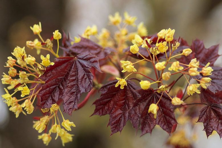 Native Plants, Invasive Plants, Acer platanoides, Norway Maple