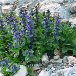 Native Plants, Invasive Plants, Ajuga reptans, Carpet Bugle, Common Bugle, Creeping Bugleweed