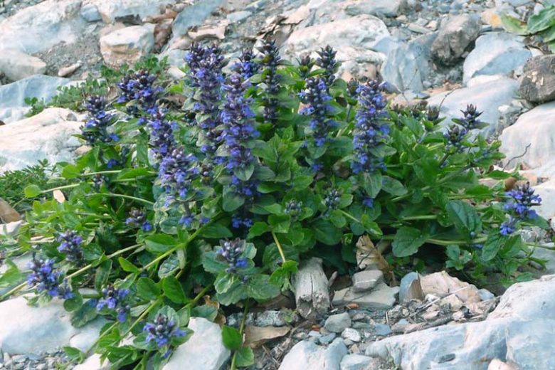 Native Plants, Invasive Plants, Ajuga reptans, Carpet Bugle, Common Bugle, Creeping Bugleweed