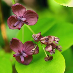 Native Plants, Invasive Plants, Akebia quinata, Chocolate Vine, Five-Leaf Akebia, Raisin Vine