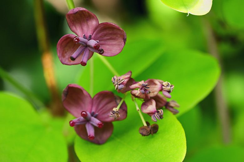 Native Plants, Invasive Plants, Akebia quinata, Chocolate Vine, Five-Leaf Akebia, Raisin Vine