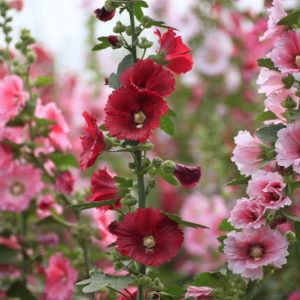 Native Plants, Invasive Plants, Alcea rosea, Hollyhock