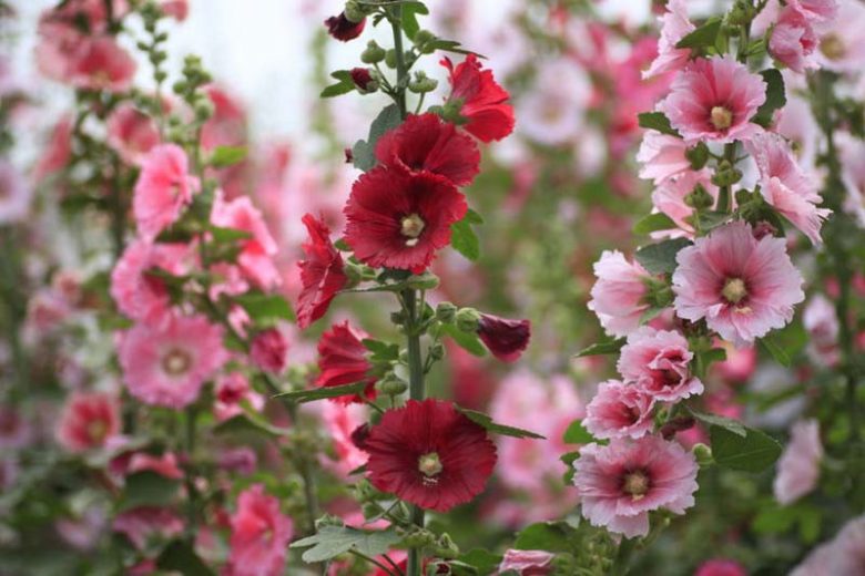 Native Plants, Invasive Plants, Alcea rosea, Hollyhock