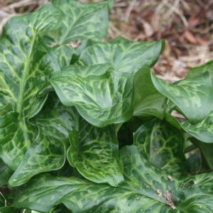 Native Plants, Invasive Plants, Arum italicum, Italian Arum, Italian Lords and Ladies