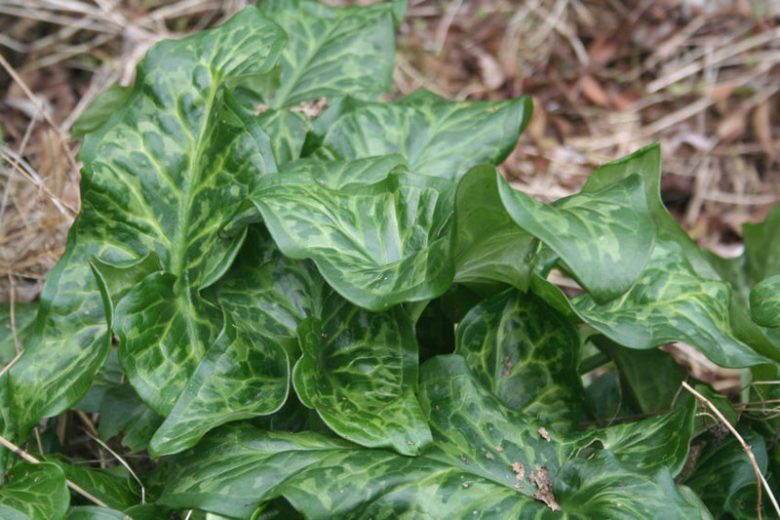 Native Plants, Invasive Plants, Arum italicum, Italian Arum, Italian Lords and Ladies