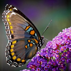 Native Plants, Invasive Plants, Buddleja davidii, Butterfly Bush, Summer Lilac, Orange eye Butterflybush
