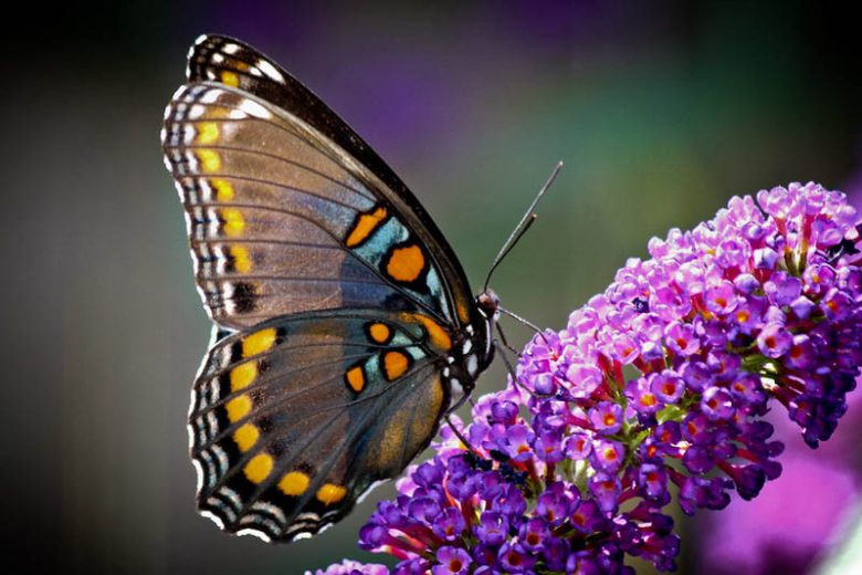 Native Plants, Invasive Plants, Buddleja davidii, Butterfly Bush, Summer Lilac, Orange eye Butterflybush