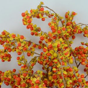 Native Plants, Invasive Plants, Celastrus orbiculatus , Asian Bittersweet, Chinese Bittersweet, Oriental Bittersweet, Staff Vine, Celastrus articulatus