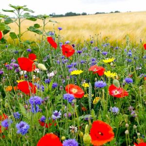 Native Plants, Invasive Plants, Centaurea cyanus, Cornflower, Witches' Bells, Ragged Robin, Happy Skies, Haw Dods, Hurtsickle, French Pink, Brushes, Bunk, Blue Tops, Bluets, Blue Bow, Blue Poppy, Blue Bonnets,