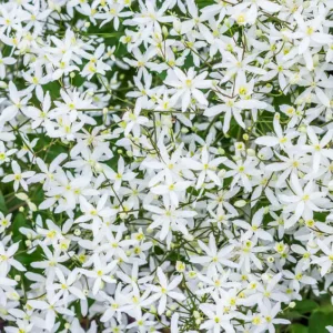 Native Plants, Invasive Plants, Clematis paniculata, Sweet Autumn Clematis, Clematis terniflora 'Paniculata', Clematis terniflora, Sweet Autumn Virginsbower