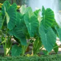 Native Plants, Invasive Plants, Colocasia esculenta, Taro, Elephant Ears, Aivi, Bleeding Heart, Cocoyam, Dasheen, Eddo, Egyptian Ginger,  elephant ears, Imo, Kalo, Keladi, Talas, Callaloo, Dalo, Colocasia antiquorum