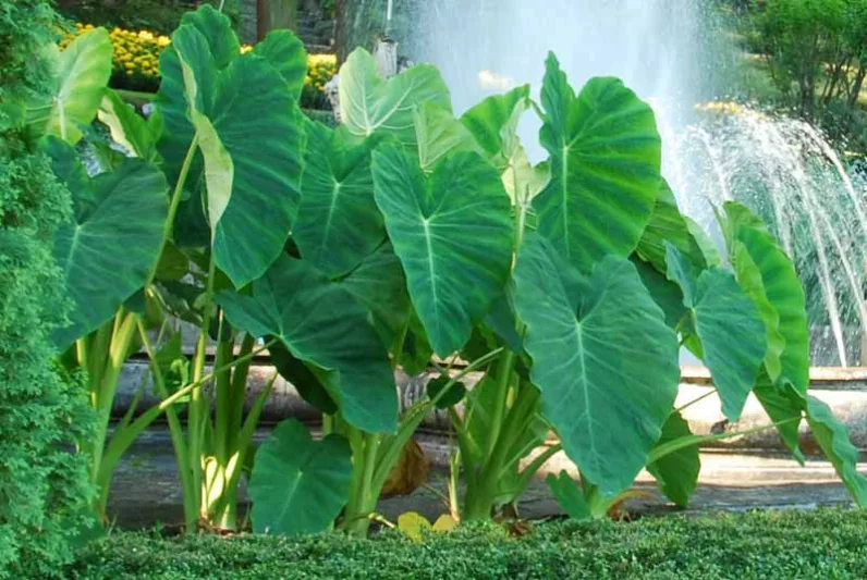 Native Plants, Invasive Plants, Colocasia esculenta, Taro, Elephant Ears, Aivi, Bleeding Heart, Cocoyam, Dasheen, Eddo, Egyptian Ginger,  elephant ears, Imo, Kalo, Keladi, Talas, Callaloo, Dalo, Colocasia antiquorum