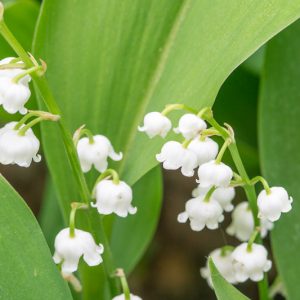 Native Plants, Invasive Plants, Convallaria majalis, Lily of the Valley, Conval Lily, Word Lily, Mayflower, Mugget, Liriconfancy, May Bells, May Lily, Our Lady's Tears, Lady's Tears