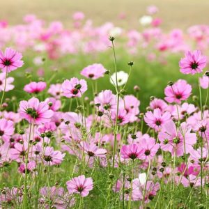 Native Plants, Invasive Plants, Cosmos bipinnatus, Garden Cosmos, Pink Flowers, White Flowers