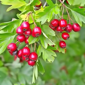 Native Plants, Invasive Plants, Crataegus monogyna, Single-Seed Hawthorn, Common Hawthorn, Hedgerow Thorn, May