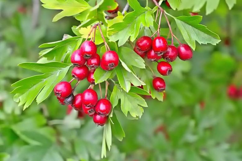 Native Plants, Invasive Plants, Crataegus monogyna, Single-Seed Hawthorn, Common Hawthorn, Hedgerow Thorn, May
