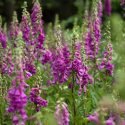 Native Plants, Invasive Plants, Digitalis purpurea, Common Foxglove, Foxglove, Purple Foxglove, Lady's Glove, Bloody Bells, Bloody Finger, Dragon's Mouth, Fairy Bells, Fairy Fingers, Fairy Gloves, Fairy Thimbles, Fairy's Cap, Fairy's Petticoat, Fairy's Thimble, Fox Finger