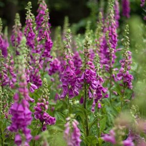 Native Plants, Invasive Plants, Digitalis purpurea, Common Foxglove, Foxglove, Purple Foxglove, Lady's Glove, Bloody Bells, Bloody Finger, Dragon's Mouth, Fairy Bells, Fairy Fingers, Fairy Gloves, Fairy Thimbles, Fairy's Cap, Fairy's Petticoat, Fairy's Thimble, Fox Finger