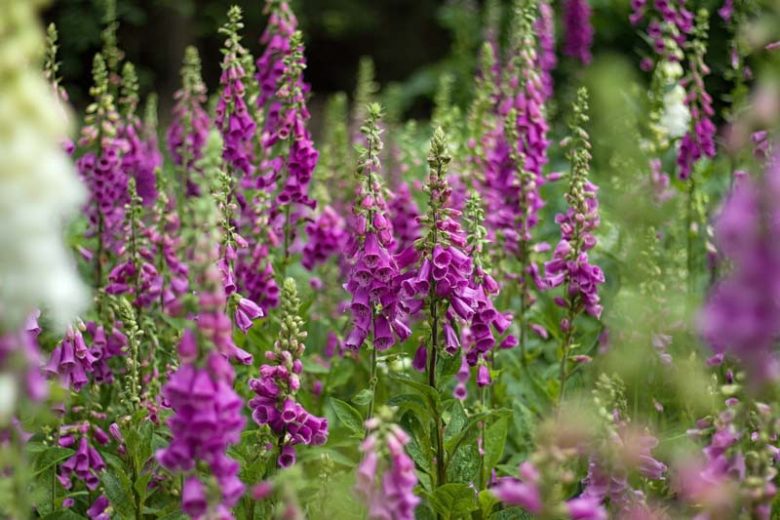Native Plants, Invasive Plants, Digitalis purpurea, Common Foxglove, Foxglove, Purple Foxglove, Lady's Glove, Bloody Bells, Bloody Finger, Dragon's Mouth, Fairy Bells, Fairy Fingers, Fairy Gloves, Fairy Thimbles, Fairy's Cap, Fairy's Petticoat, Fairy's Thimble, Fox Finger