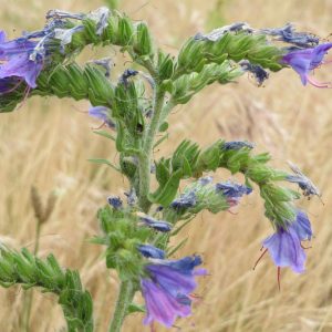 Native Plants, Invasive Plants, Echium vulgare, Viper's Bugloss, Adderwort, Blue Devil, Blue Thistle, Blueweed, Bugloss, Cat's Tail, North American Blueweed, Snake Flower, Viper's Grass, Viper's Herb