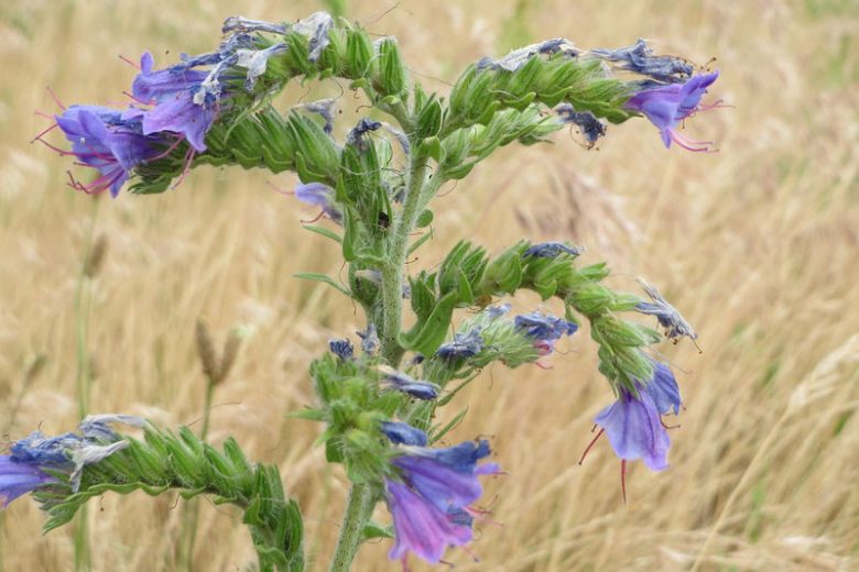 Native Plants, Invasive Plants, Echium vulgare, Viper's Bugloss, Adderwort, Blue Devil, Blue Thistle, Blueweed, Bugloss, Cat's Tail, North American Blueweed, Snake Flower, Viper's Grass, Viper's Herb