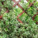 Native Plants, Invasive Plants, Euonymus fortunei, Wintercreeper, Winter Creeper, Spindle, Climbing Euonymus