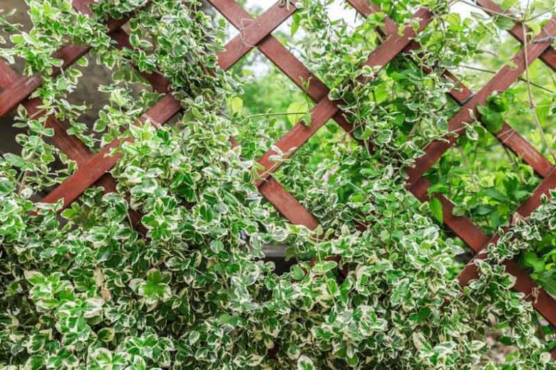 Native Plants, Invasive Plants, Euonymus fortunei, Wintercreeper, Winter Creeper, Spindle, Climbing Euonymus