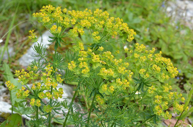 Native Plants, Invasive Plants, Euphorbia cyparissias, Cypress Spurge, Bonaparte's Crown, Faitour's Grass, Graveyard Ground Pine, Graveyard Weed, Irish Moss, kiss-Me-Dick, Love in a Huddle, Tree Spurge, Welcome-to-our-house