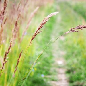 Native Plants, Invasive Plants, Festuca rubra, Red Fescue, Creeping Fescue Grass, Red Fescue Grass