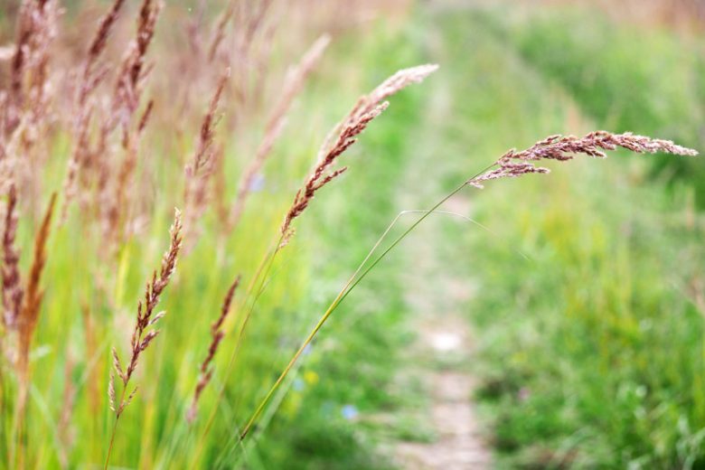 Native Plants, Invasive Plants, Festuca rubra, Red Fescue, Creeping Fescue Grass, Red Fescue Grass