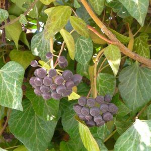 Native Plants, Invasive Plants, Hedera helix, English Ivy, Common Ivy, European Ivy, Ivy