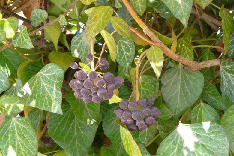 Native Plants, Invasive Plants, Hedera helix, English Ivy, Common Ivy, European Ivy, Ivy