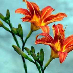 Native Plants, Invasive Plants, Hemerocallis fulva, Tawny Daylily, Orange Daylily, Tiger Daylily, Ditch Lily