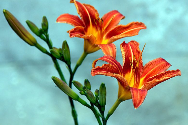 Native Plants, Invasive Plants, Hemerocallis fulva, Tawny Daylily, Orange Daylily, Tiger Daylily, Ditch Lily