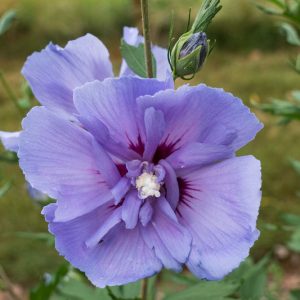 Native Plants, Invasive Plants, Hibiscus syriacus, Rose of Sharon, Shrub Althea, Althea, Rose-of-Sharon, Shrub Althea, shrub-Althea