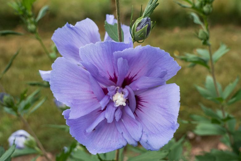Native Plants, Invasive Plants, Hibiscus syriacus, Rose of Sharon, Shrub Althea, Althea, Rose-of-Sharon, Shrub Althea, shrub-Althea