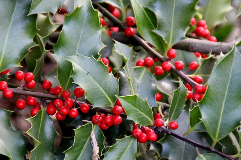 Native Plants, Invasive Plants, Ilex aquifolium, English Holly, Hedgehog Holly, European Holly, Christmas Holly