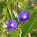 Native Plants, Invasive Plants, Ipomoea purpurea, Morning Glory, Common Morning Glory, Tall Morning Glory, Convolvulus purpureus