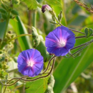 Native Plants, Invasive Plants, Ipomoea purpurea, Morning Glory, Common Morning Glory, Tall Morning Glory, Convolvulus purpureus