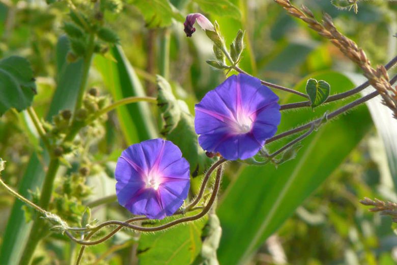 Native Plants, Invasive Plants, Ipomoea purpurea, Morning Glory, Common Morning Glory, Tall Morning Glory, Convolvulus purpureus