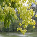 Native Plants, Invasive Plants, Koelreuteria paniculata, Pride of India, Golden Rain Tree, Varnish Tree, Shrimp Tree, China Tree, fall color, Yellow flowers