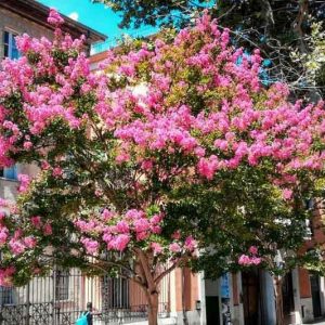 Native Plants, Invasive Plants, Lagerstroemia indica, Crape Myrtle, Crapmyrtle