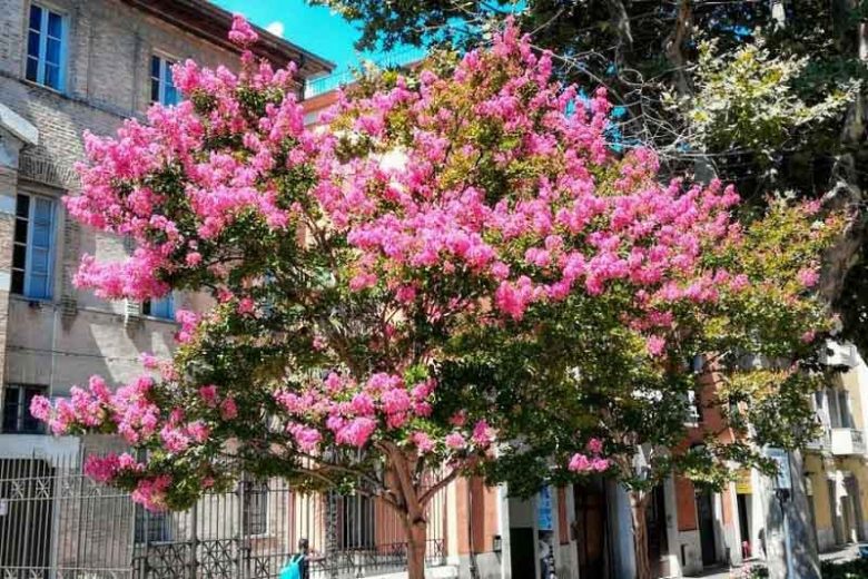 Native Plants, Invasive Plants, Lagerstroemia indica, Crape Myrtle, Crapmyrtle