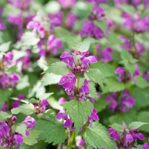 Native Plants, Invasive Plants, Lamium Maculatum, Spotted Dead Nettle, Spotted Deadnettle, Devil's Clover, Devil's Nettle, Double Tongue, St Vincent's Nettle, Variegated Deadnettle, shade perennial, Lamium hirsutum