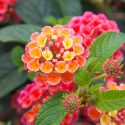 Native Plants, Invasive Plants, Lantana camara, Largeleaf Lantana