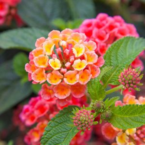 Native Plants, Invasive Plants, Lantana camara, Largeleaf Lantana